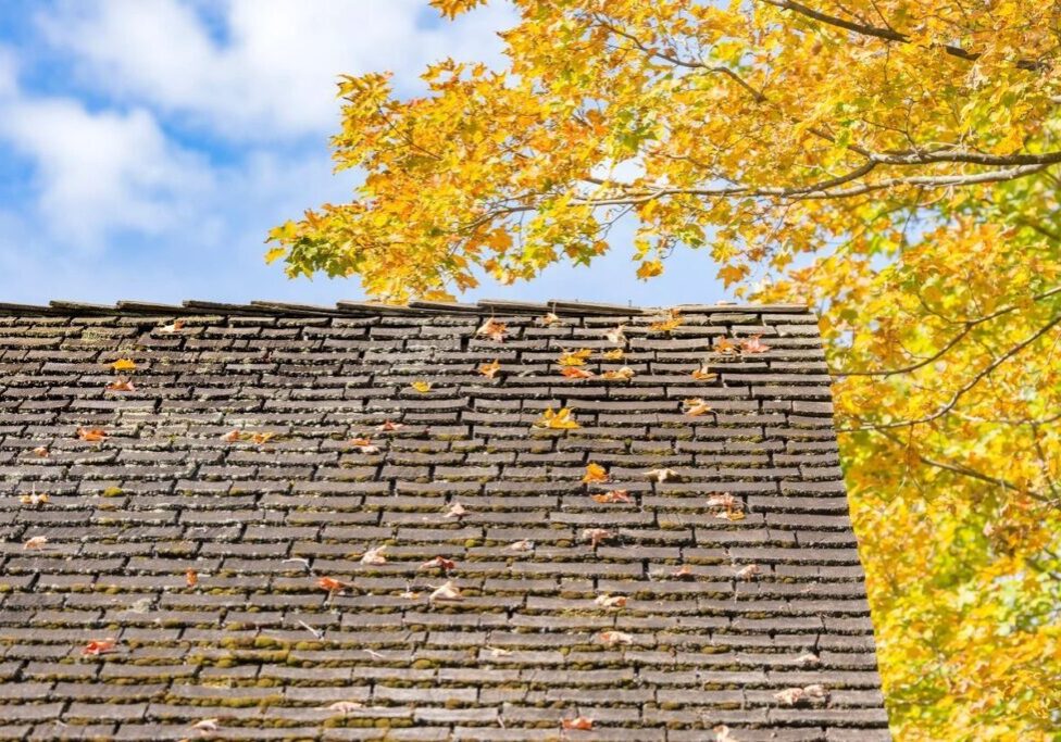 A roof with leaves on it and the sky in the background